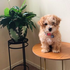 Meet your Posher, Annie